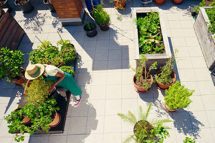 Container Gardening: How to Grow Plants in a Small Space