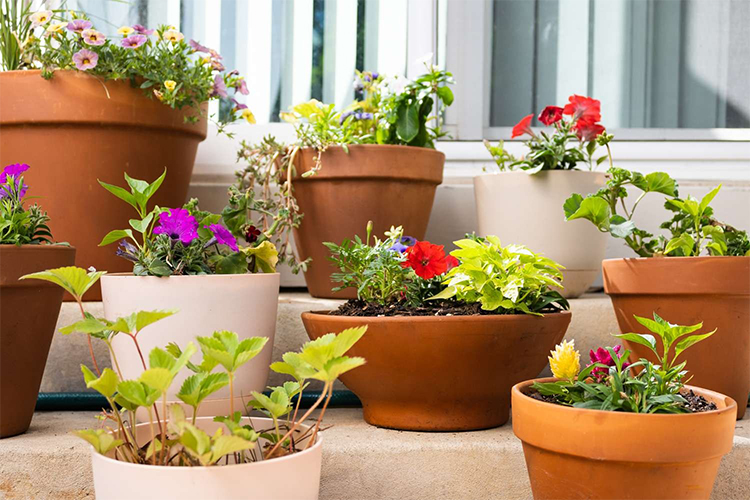 Container Gardening: How to Grow Plants in a Small Space