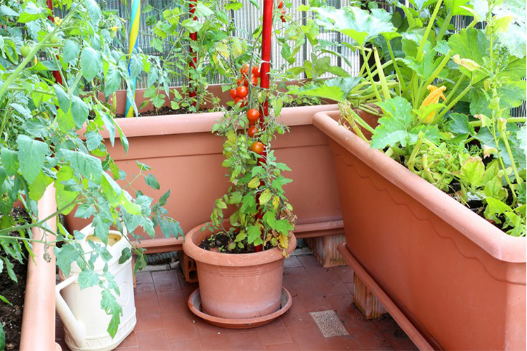 Container Gardening: How to Grow Plants in a Small Space